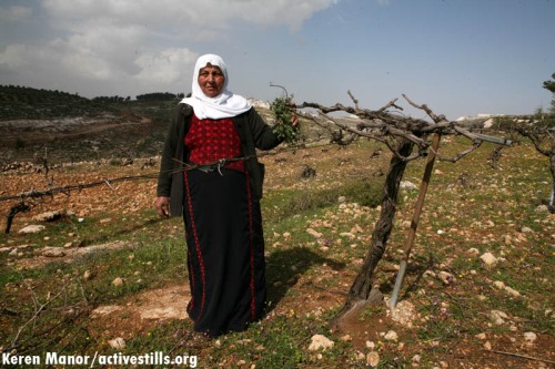 Palestinian woman and a destroyed olive tree